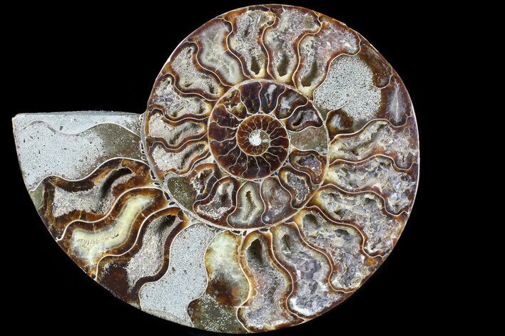 Cut Ammonite Fossil (Half) - Agatized #79164